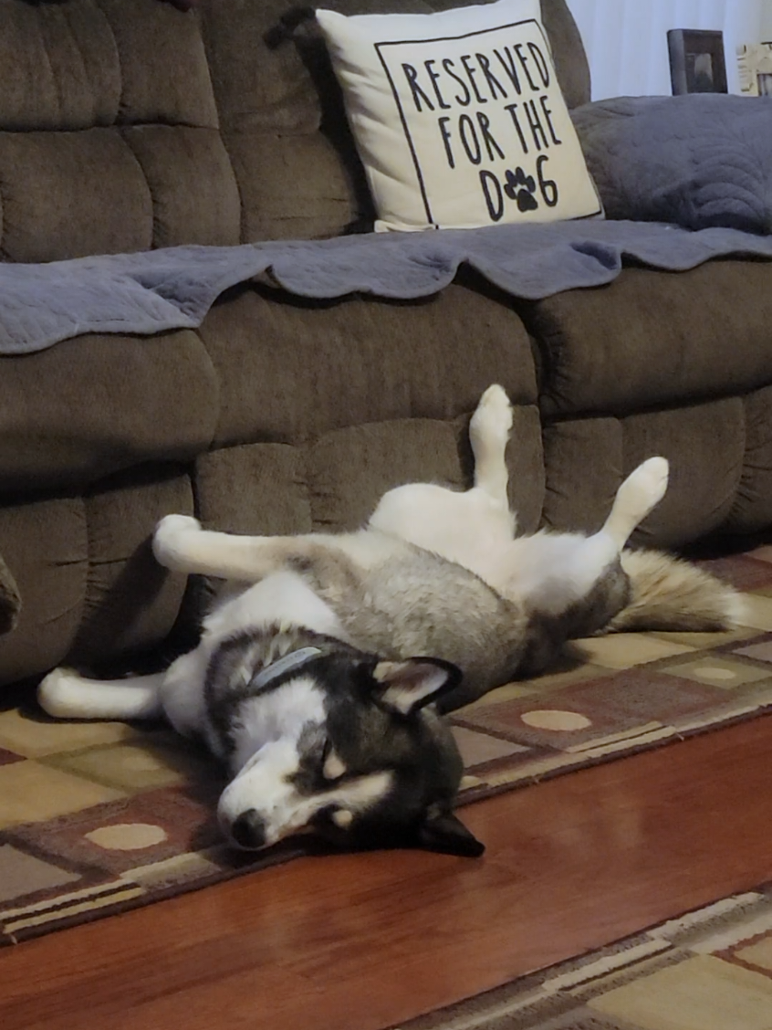 @the Hussey Husky