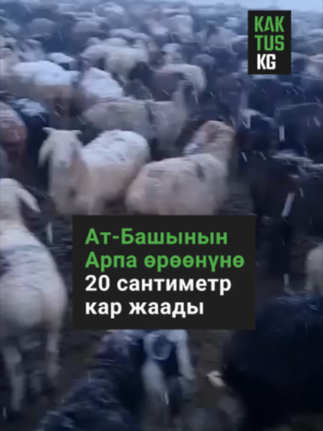 @Kaktus KG