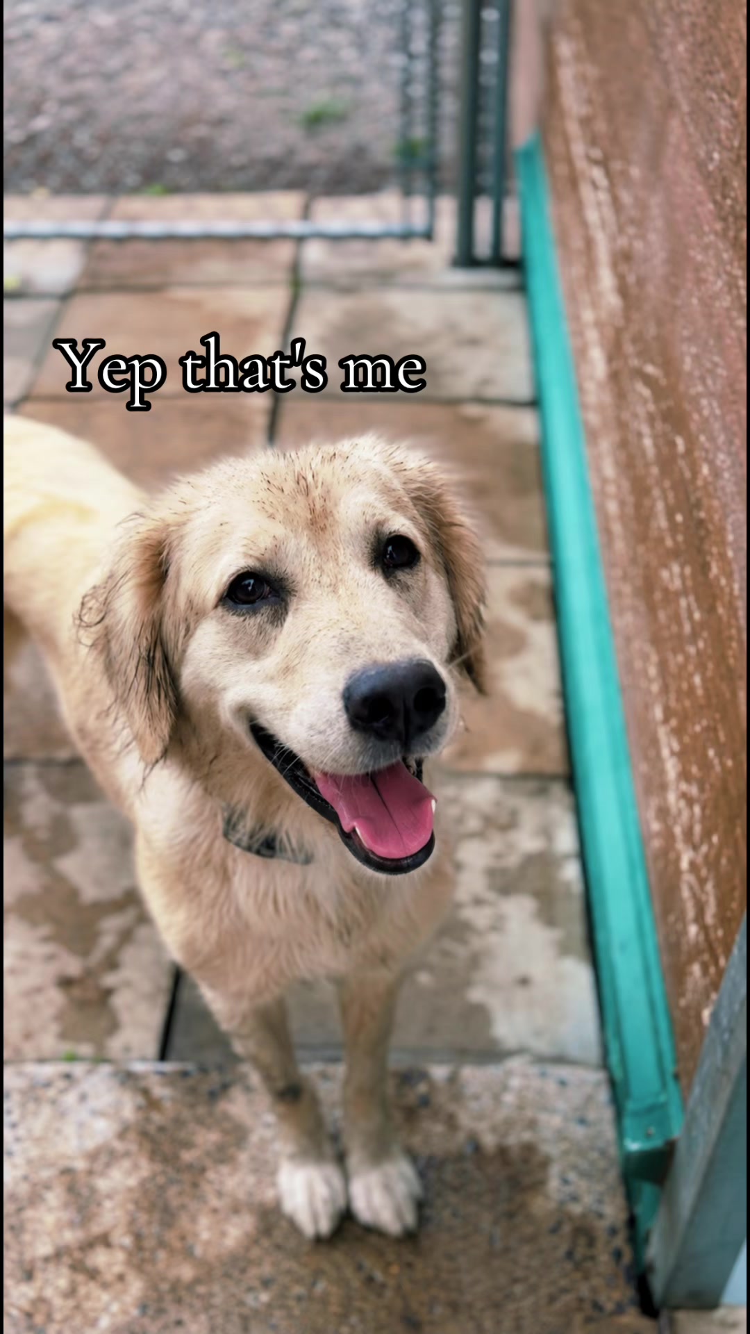 @Pension.canine.Aguerin