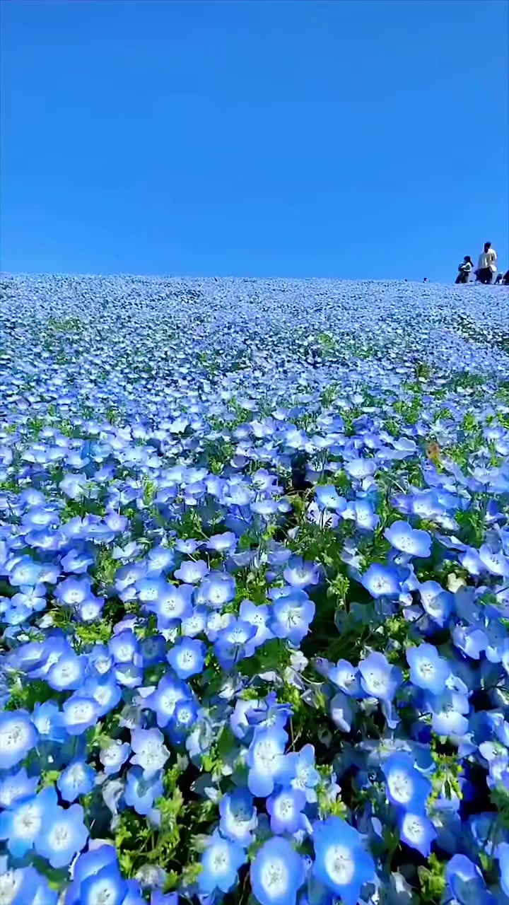 @Peacefultk