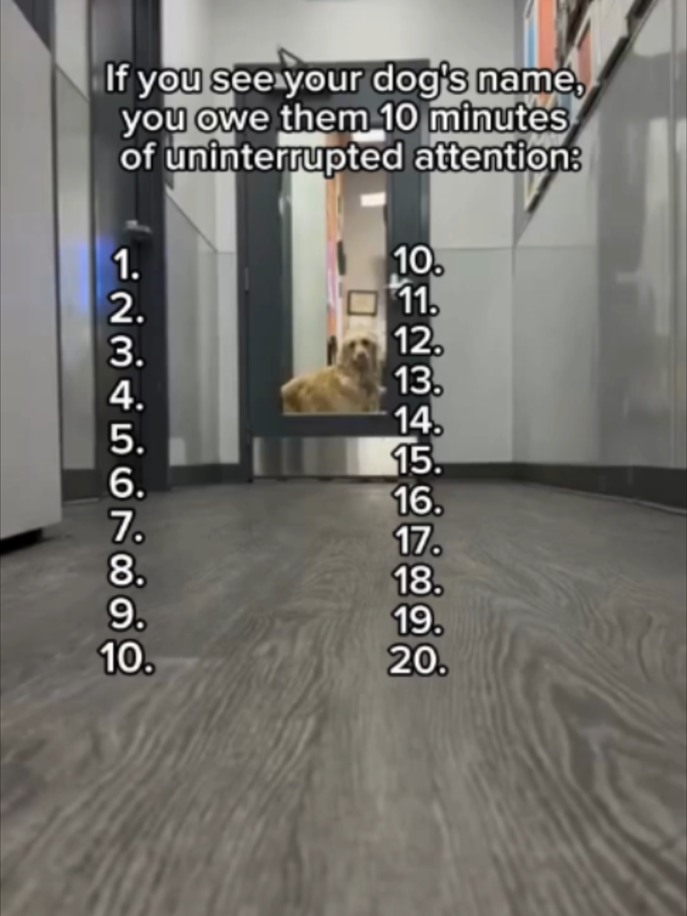 @Dogtopia