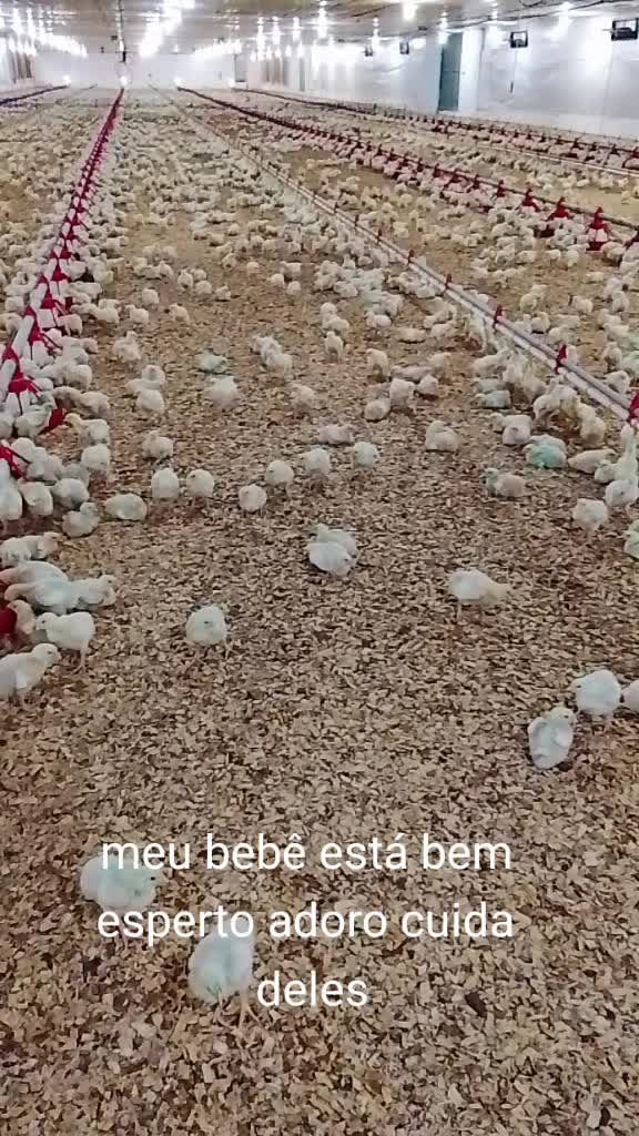 @Priscila de Fátima