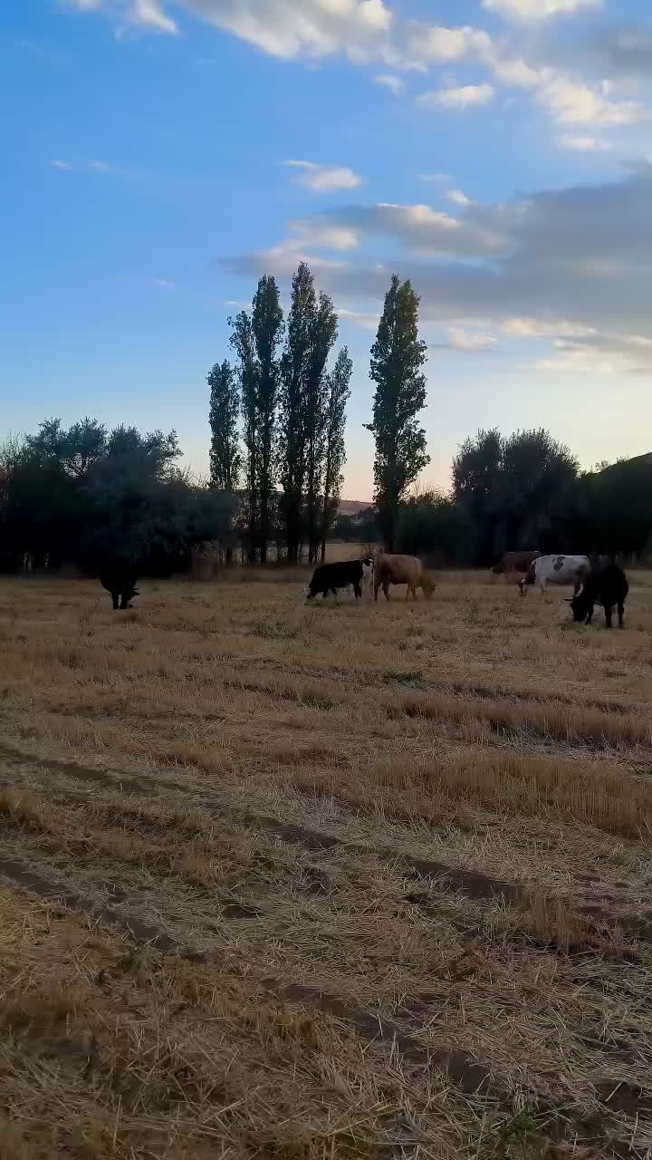 @Baki Sarıoğlu