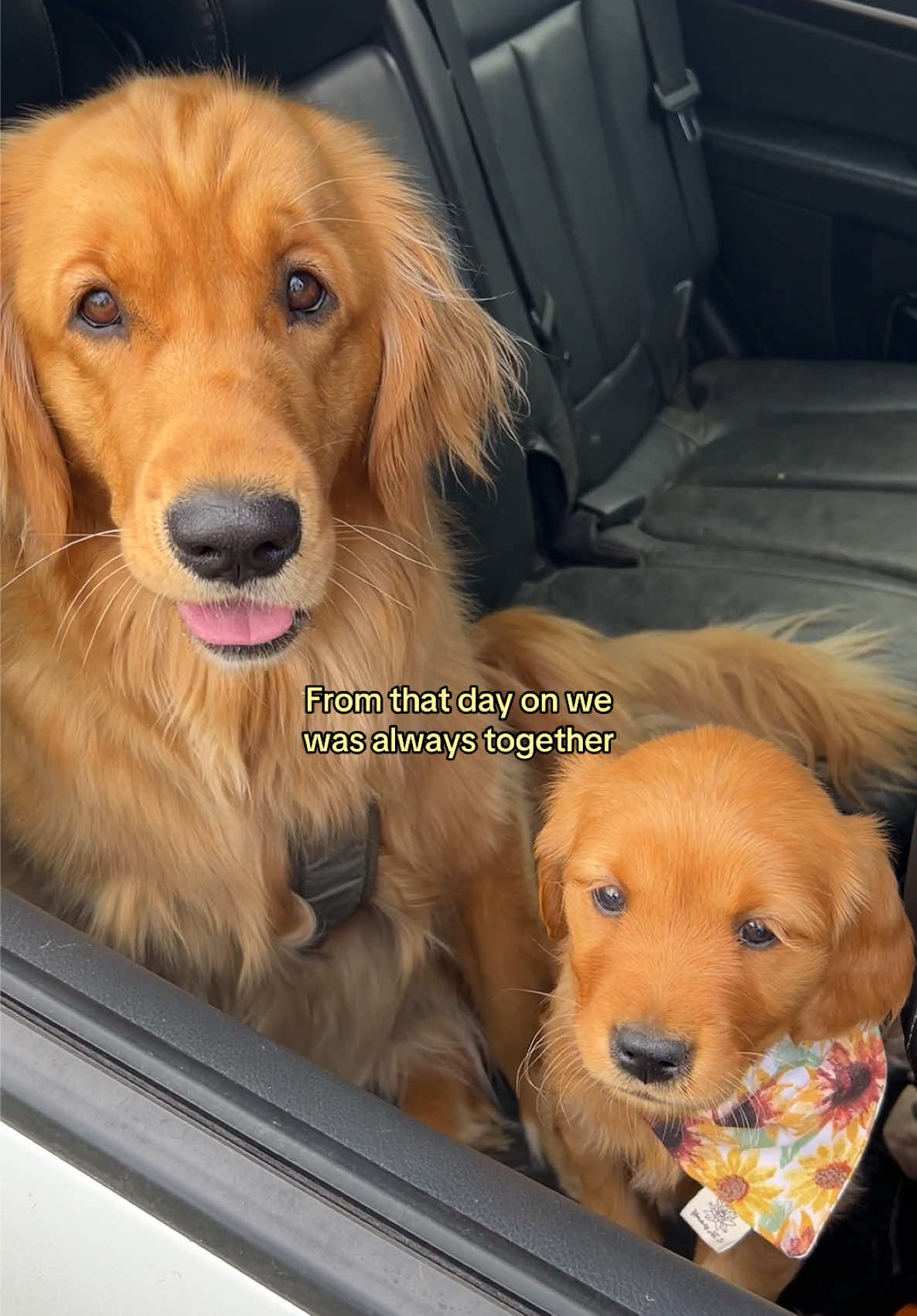 @Pacha and Bucket the Goldens