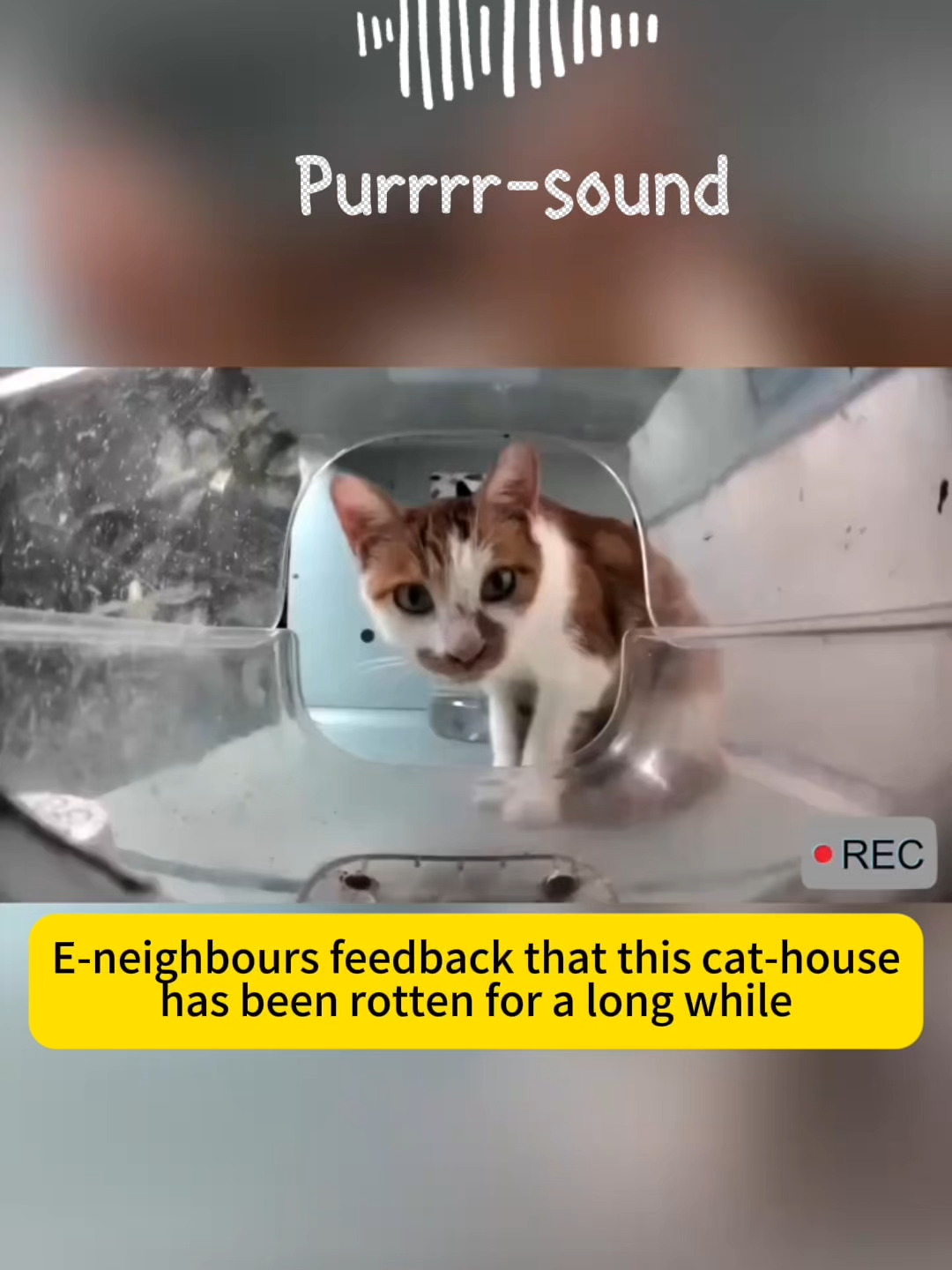 @Purrrr_eliza17