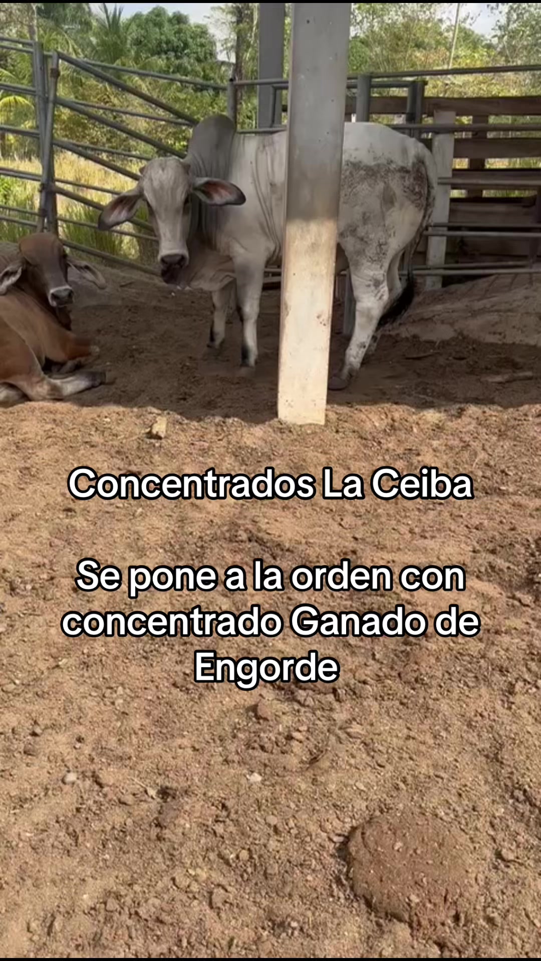 @Concentrados La Ceiba