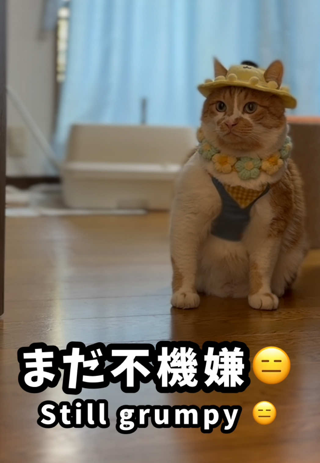 @お散歩大好きもんぶらん🐈