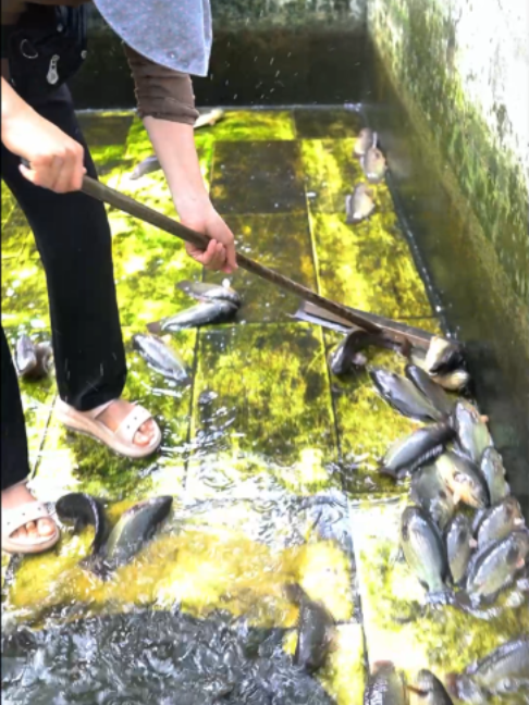 @Trại Cá Giống Quang Lâm