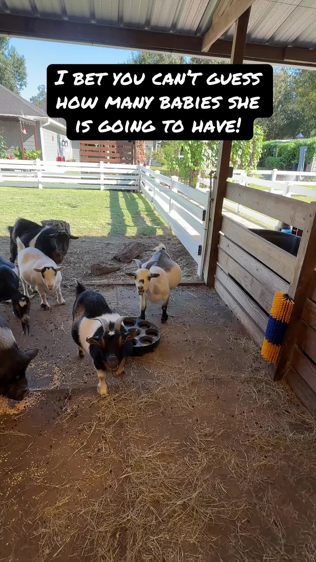 @Big Horse Farm Company LLC