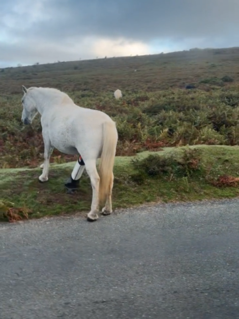 @Horses TikTok