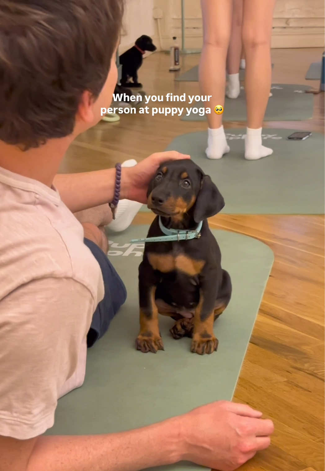 @Puppy Sphere 🤍