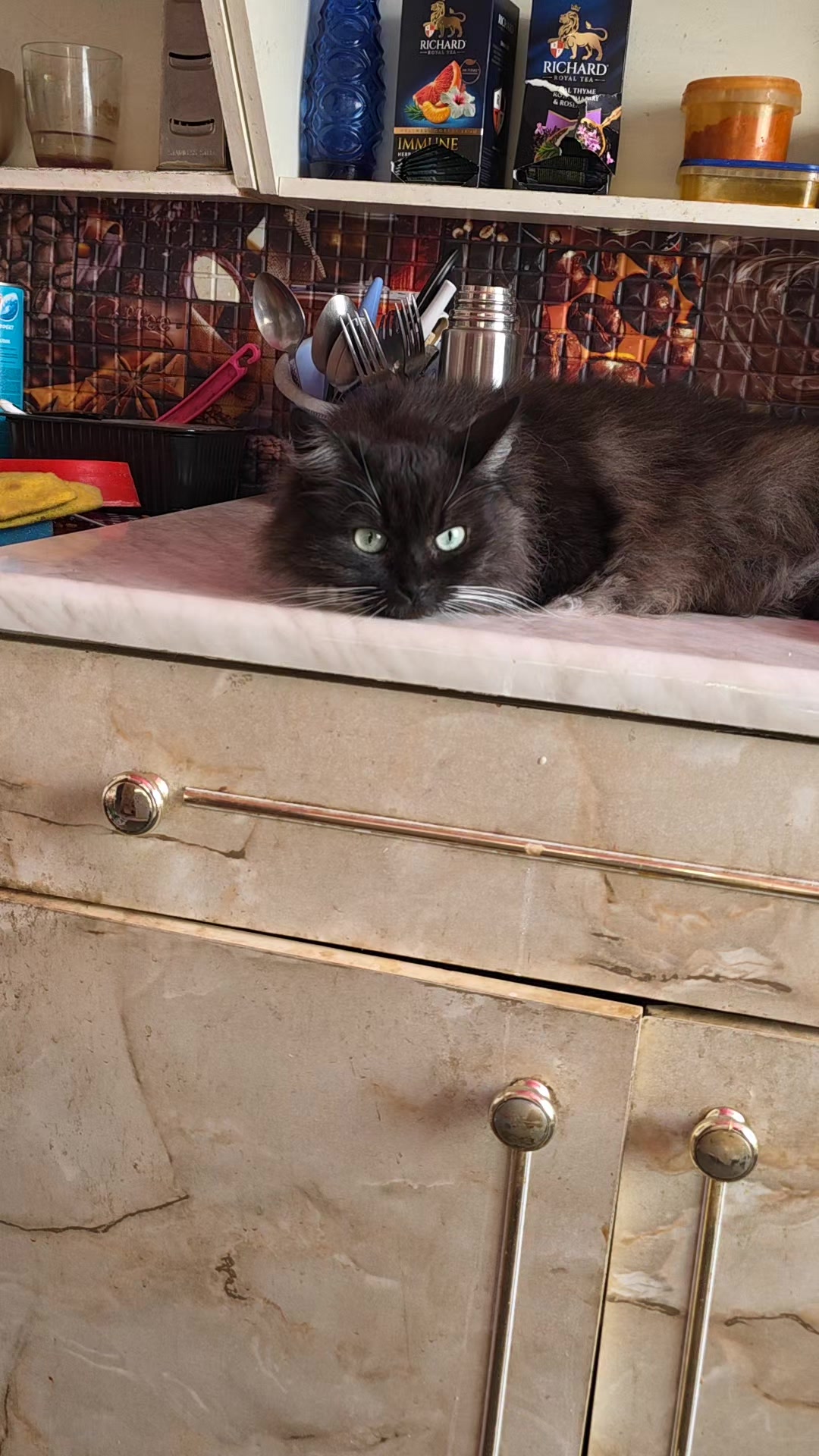 @3 друга 🦮🐱