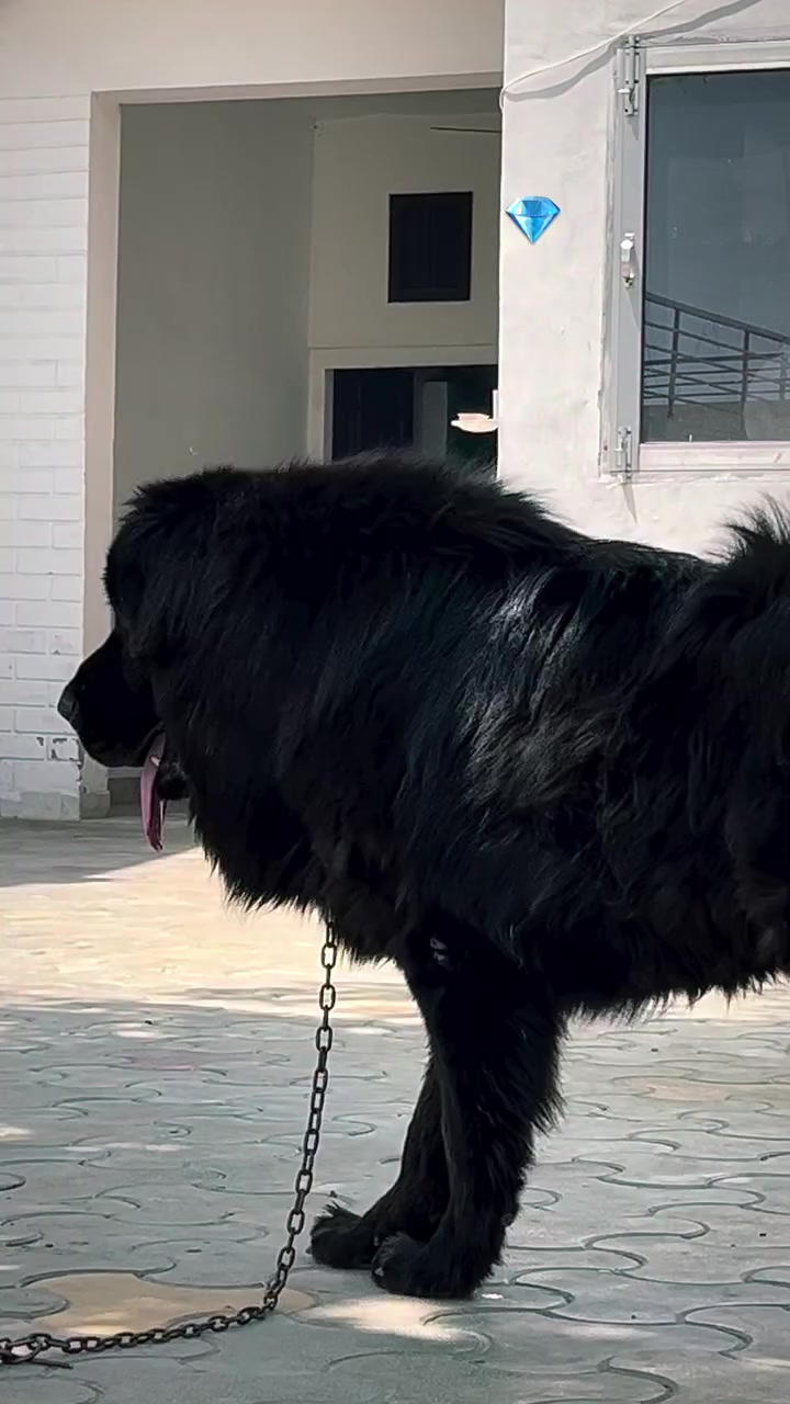 @Kashmiri_Bakrwal_Dog