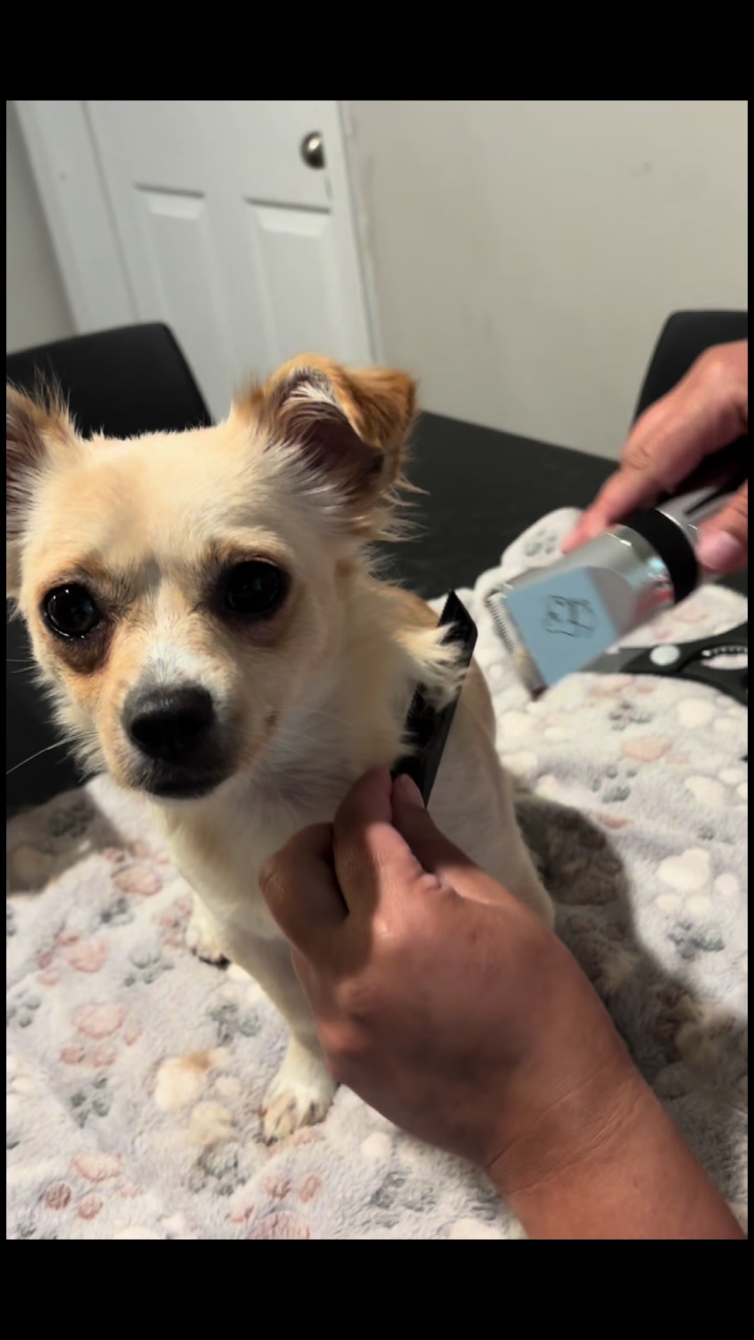 @🐕🐾MayaTheChihuahua🐾🐕