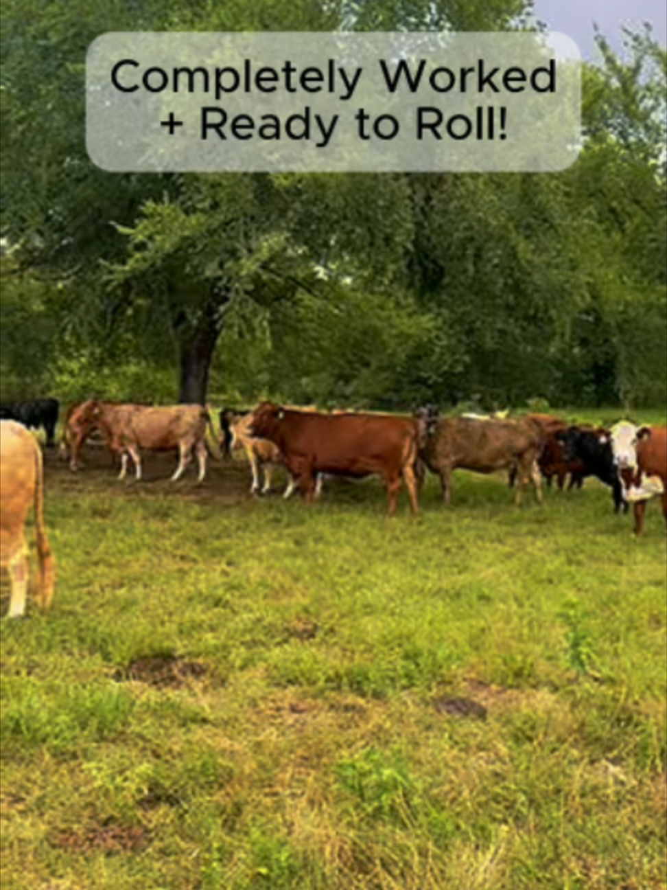 @Rutherford Land and Cattle