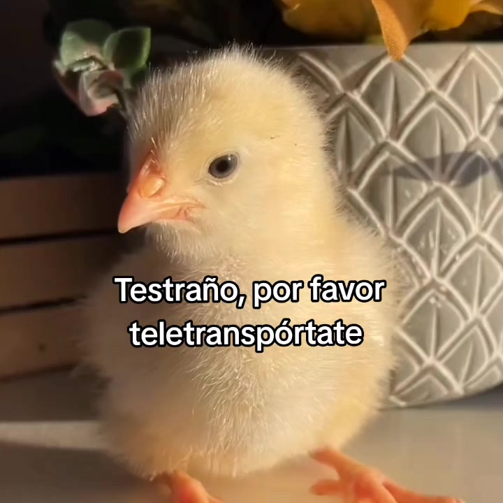 @goodvibessxd