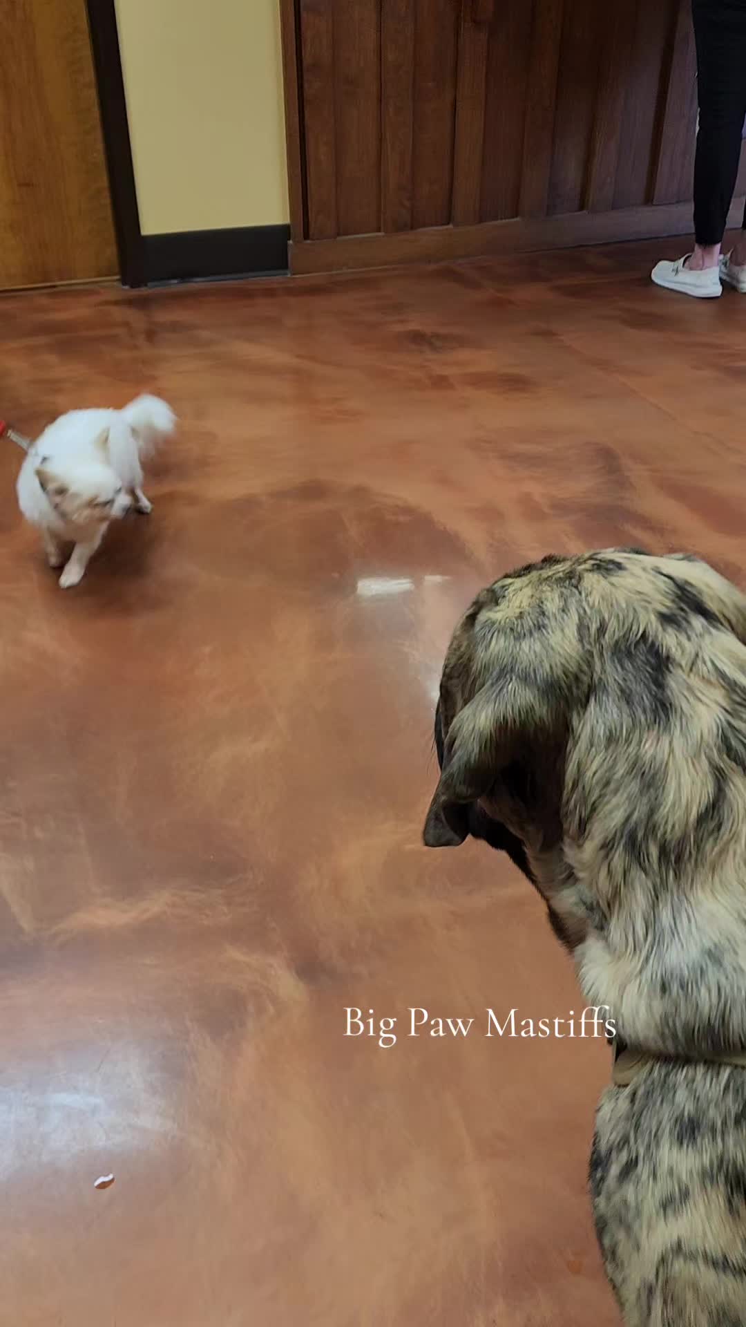 @Big Paw Mastiffs