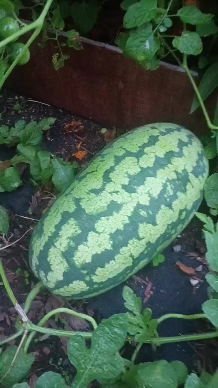 @O.G.