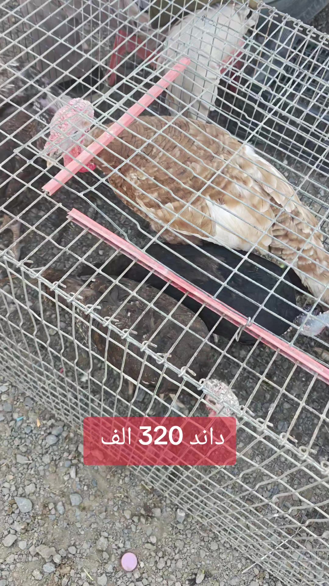 @الفلاحة في مسيلة