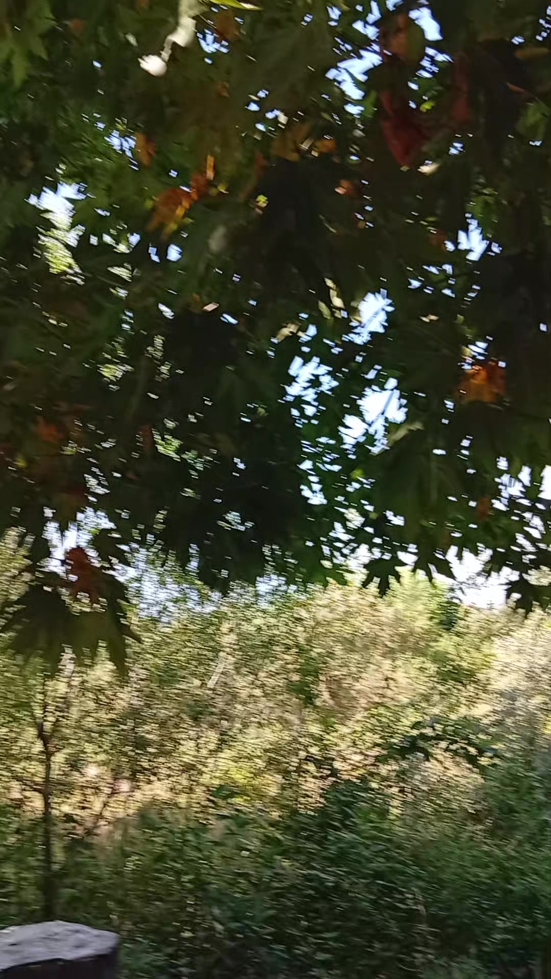 @v&uuml;sal