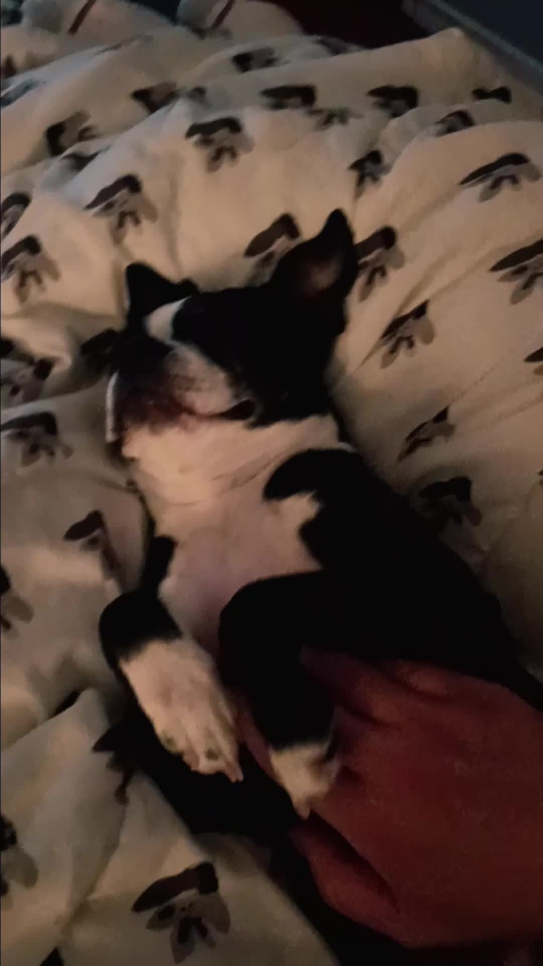 @Ruby the Boston Terrier-G7
