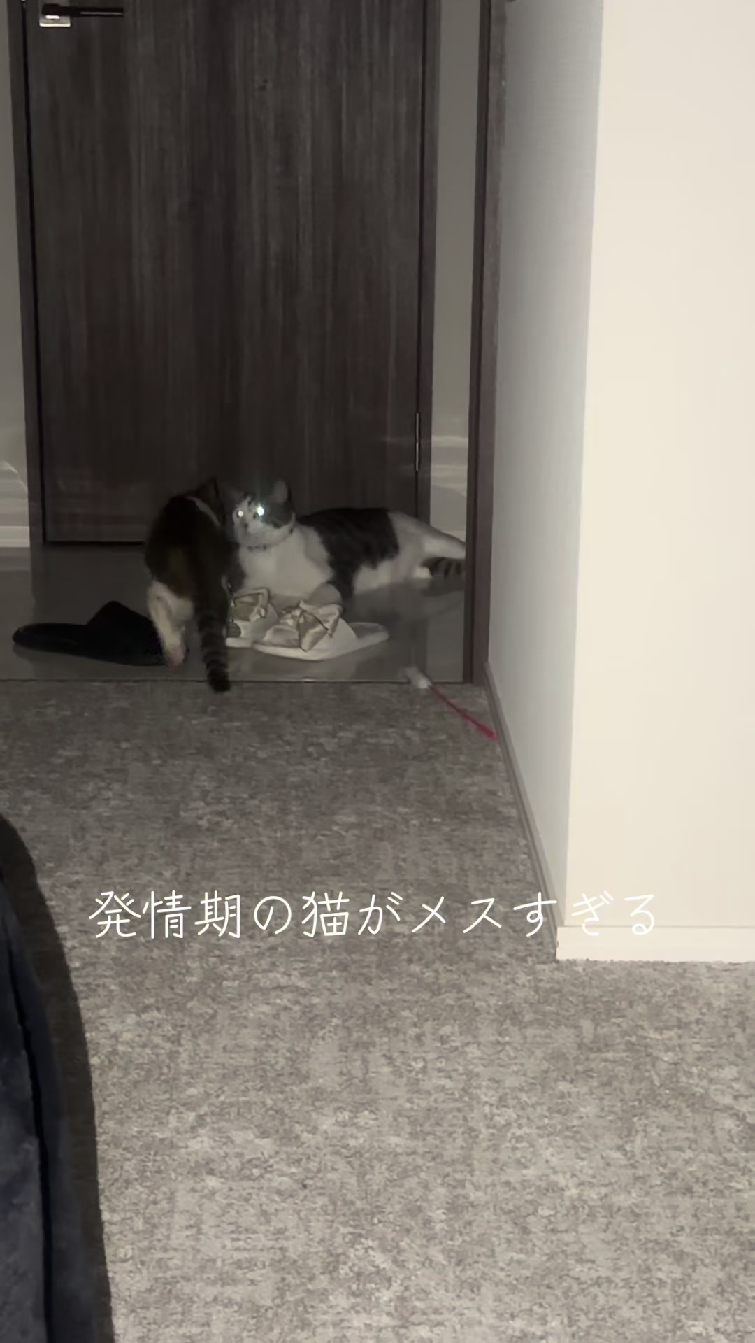 @ちょぽんばぶ𑁊^. .^𑁊