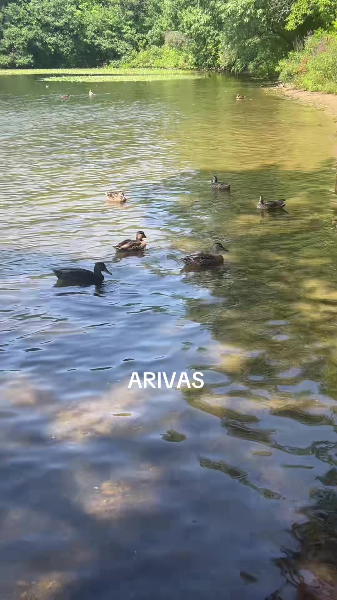 @arcedinarivas