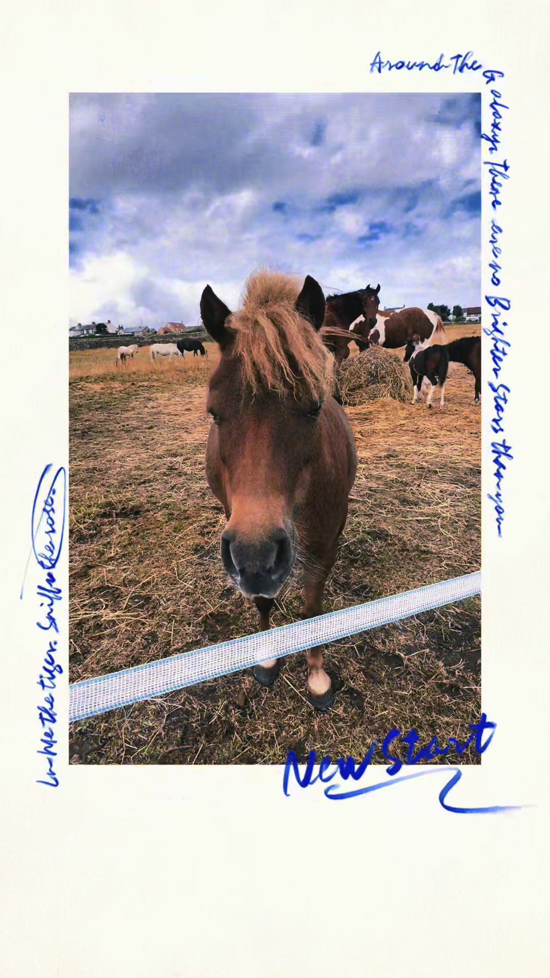 @SummerMoor Miniature horses