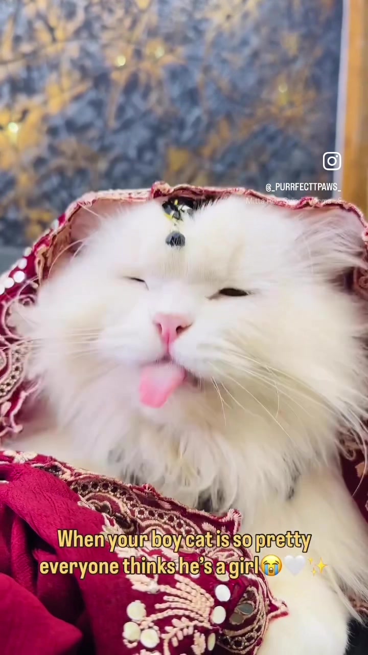 @_purrfecttpaws_