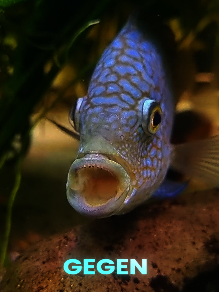 @Barschfan Aqualive