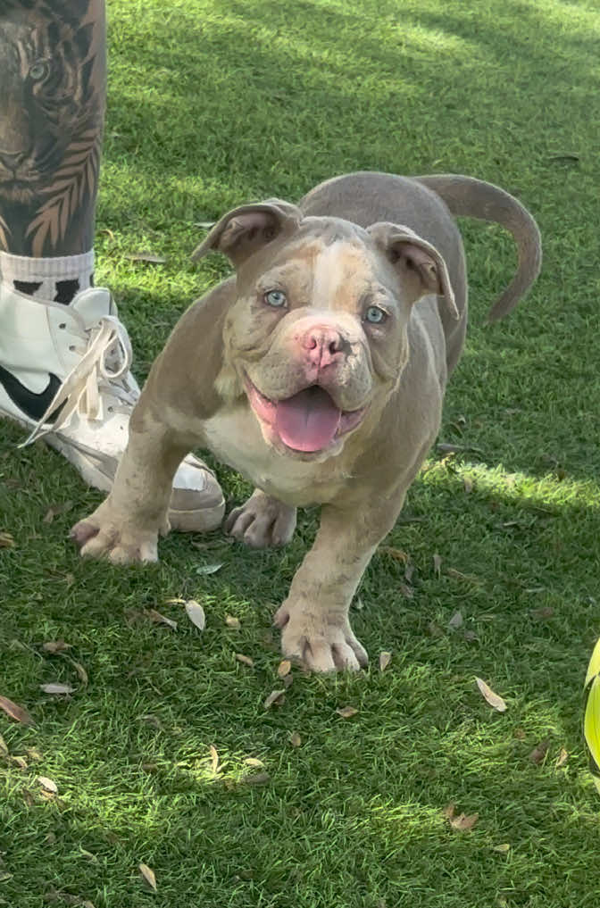 @Mascotas ,cachorritos bonitos
