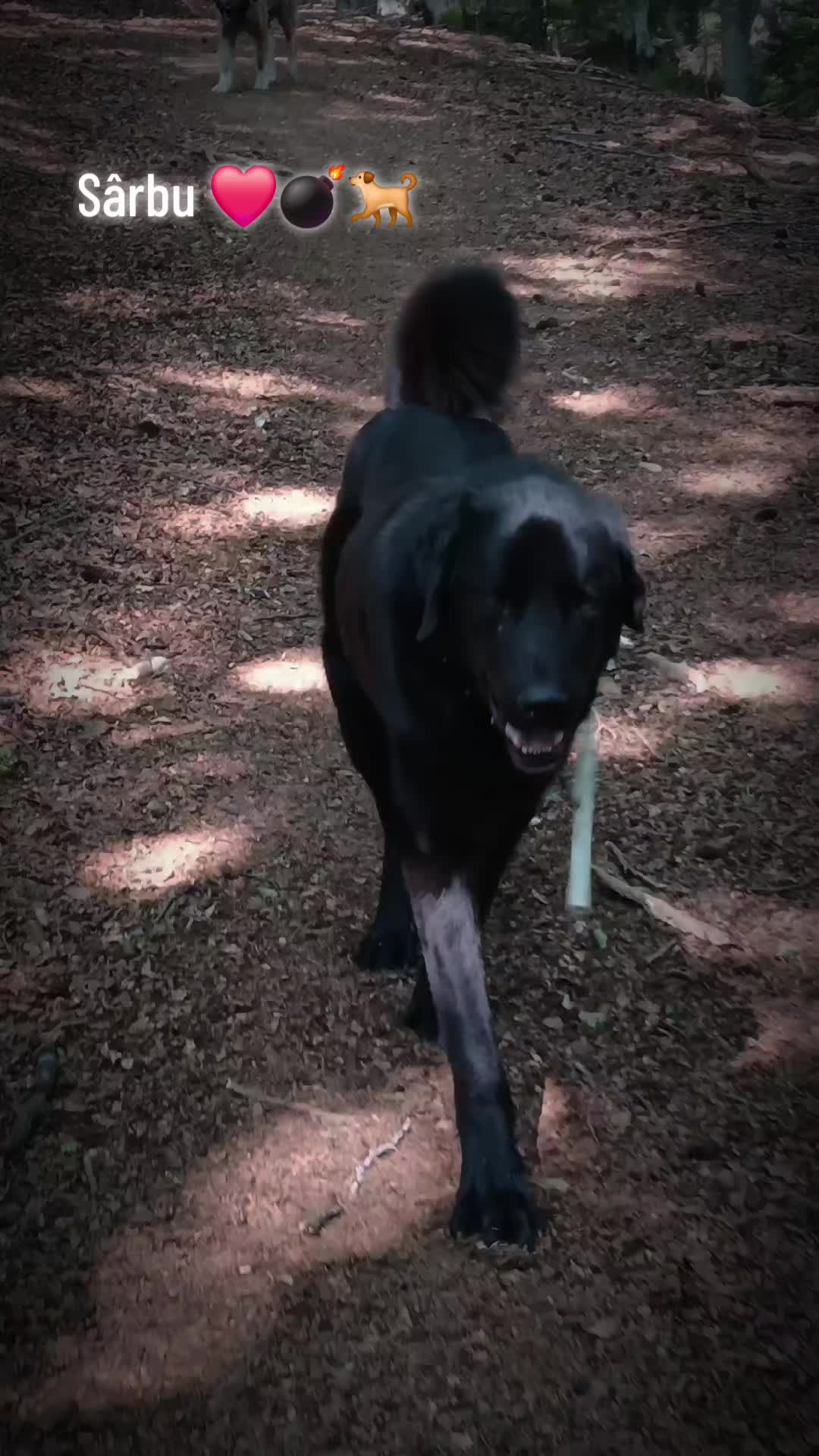 @Jidanu 🌲🐕🐑🌲❤️