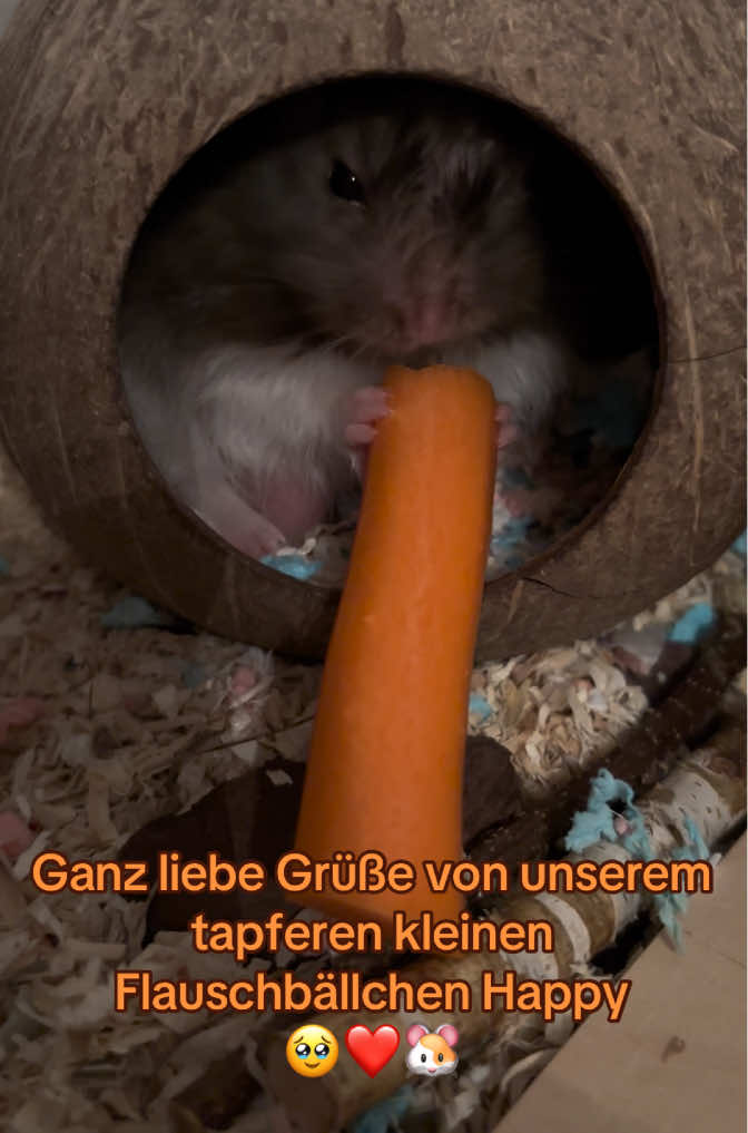 @Jenny&Skippi🐿️ TeamV🐿️u🦔🏰