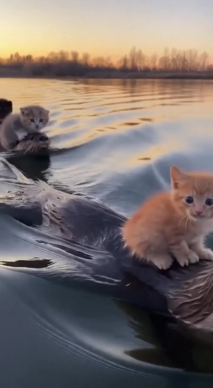 @Baozi in the Wild