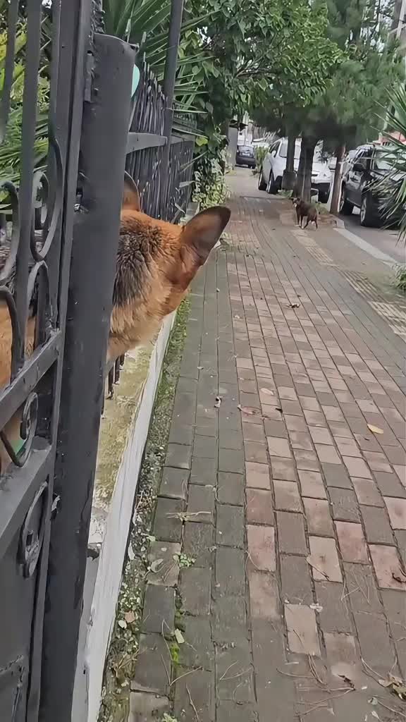 @Funny Cute