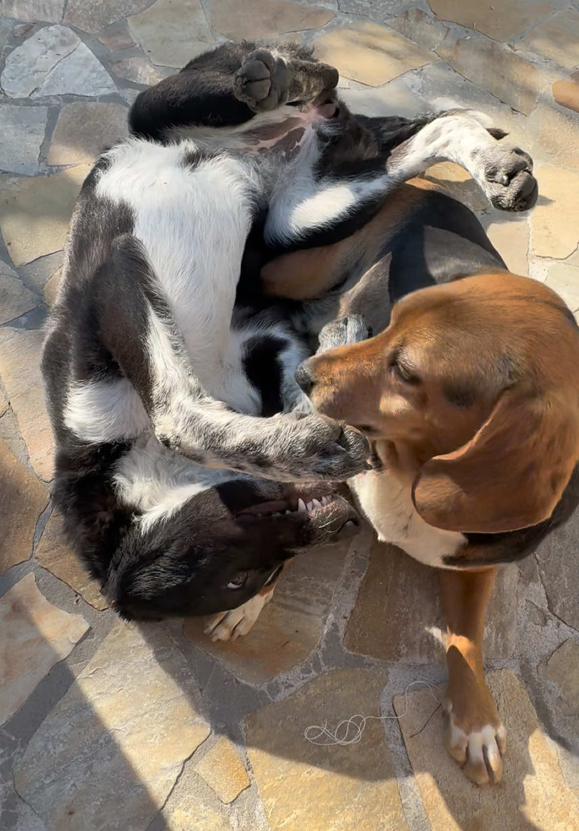 @Cippy & Romeo-a🤣