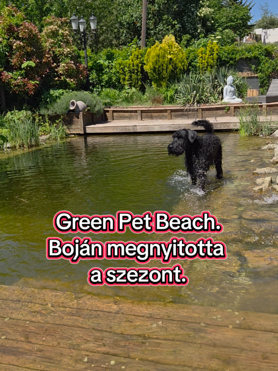 @Green Pet Grooming and more