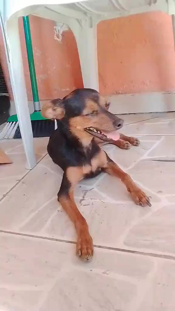 @🩷Tetê e suas pinschers🩷