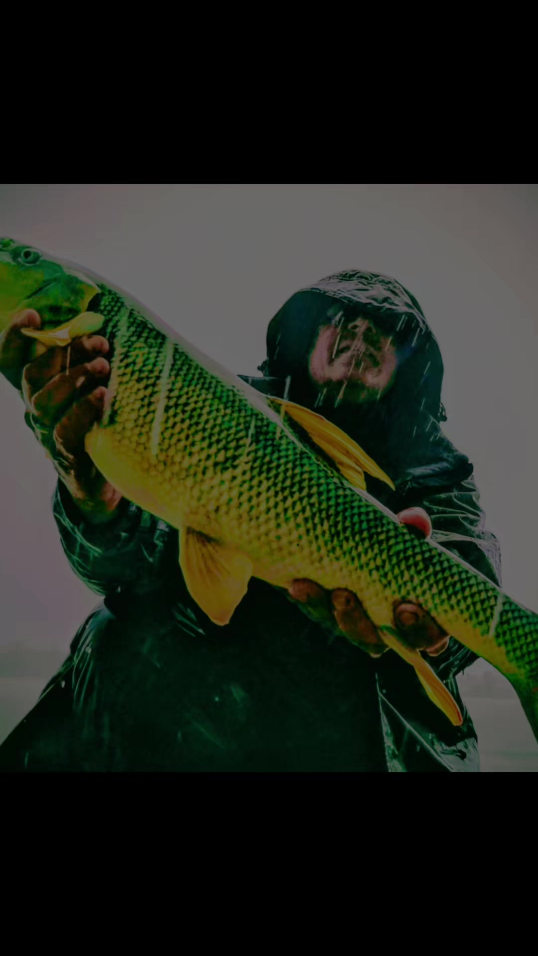 @Feeder-Fieber