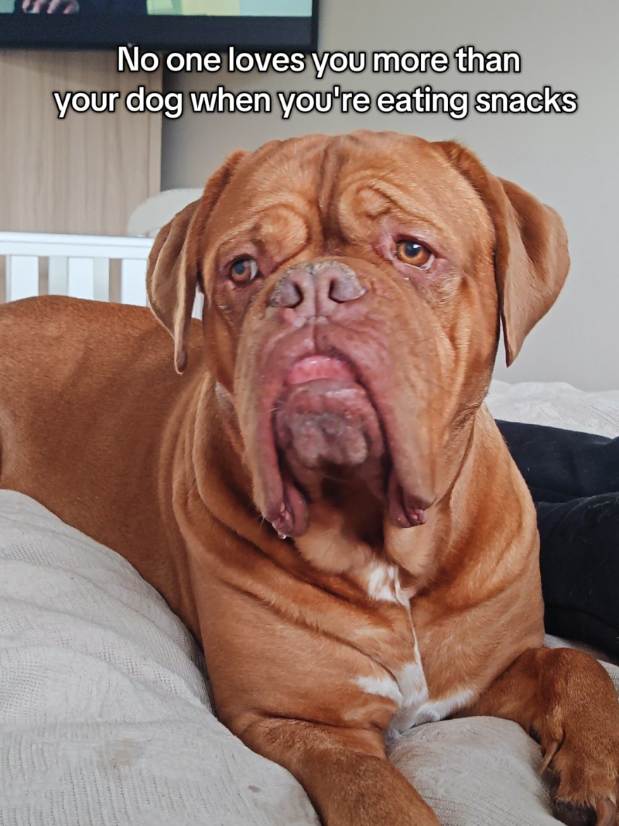 @Diva Dogue Nala