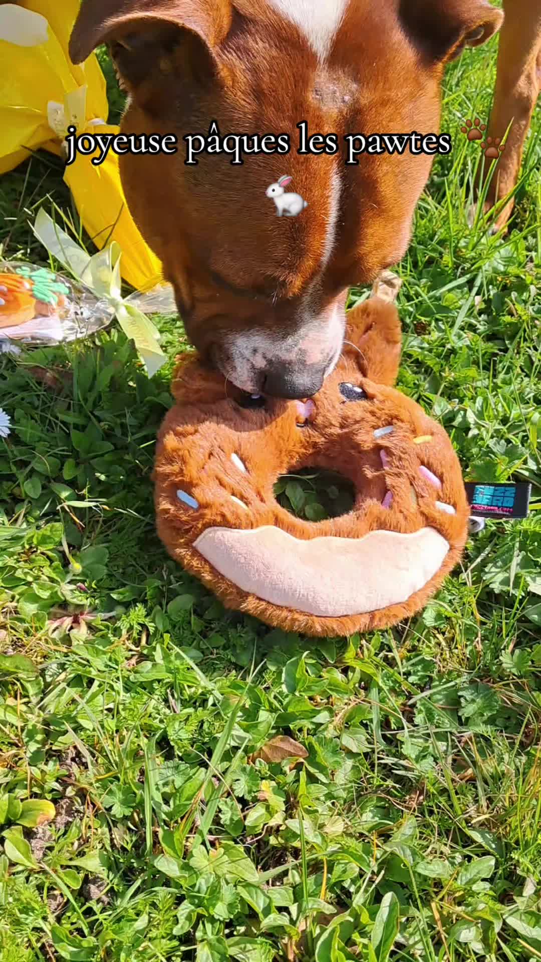 @morty le staffie