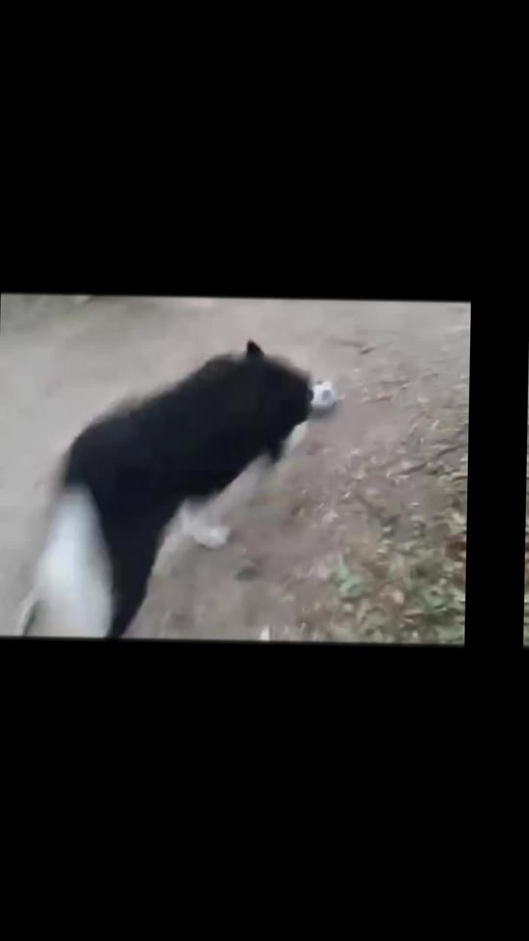 @Bordercollies Anonymous Club