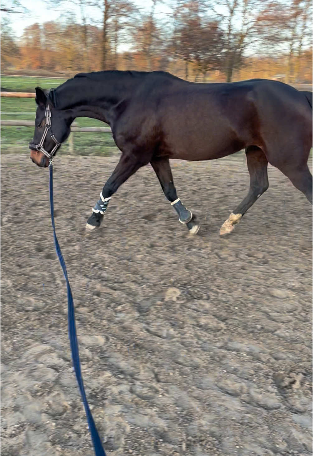 @Equestelli