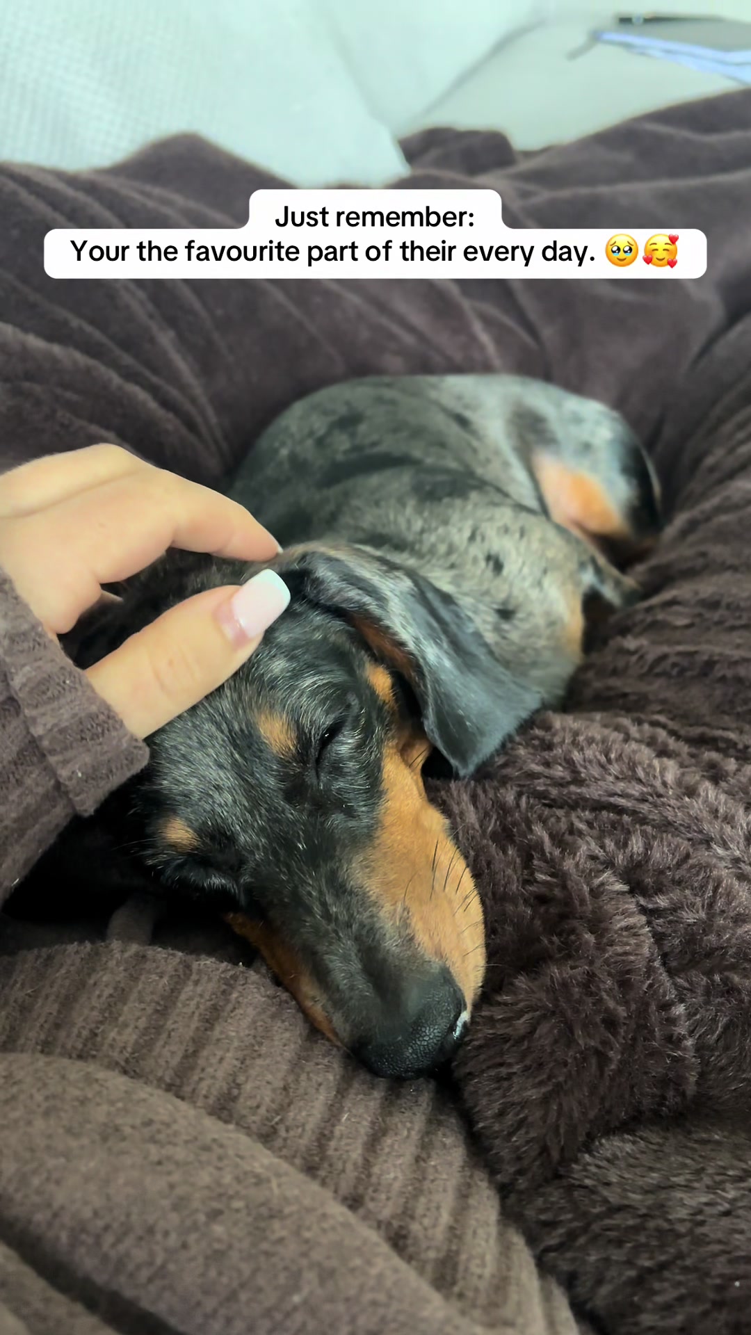 @mylittlesausagebella