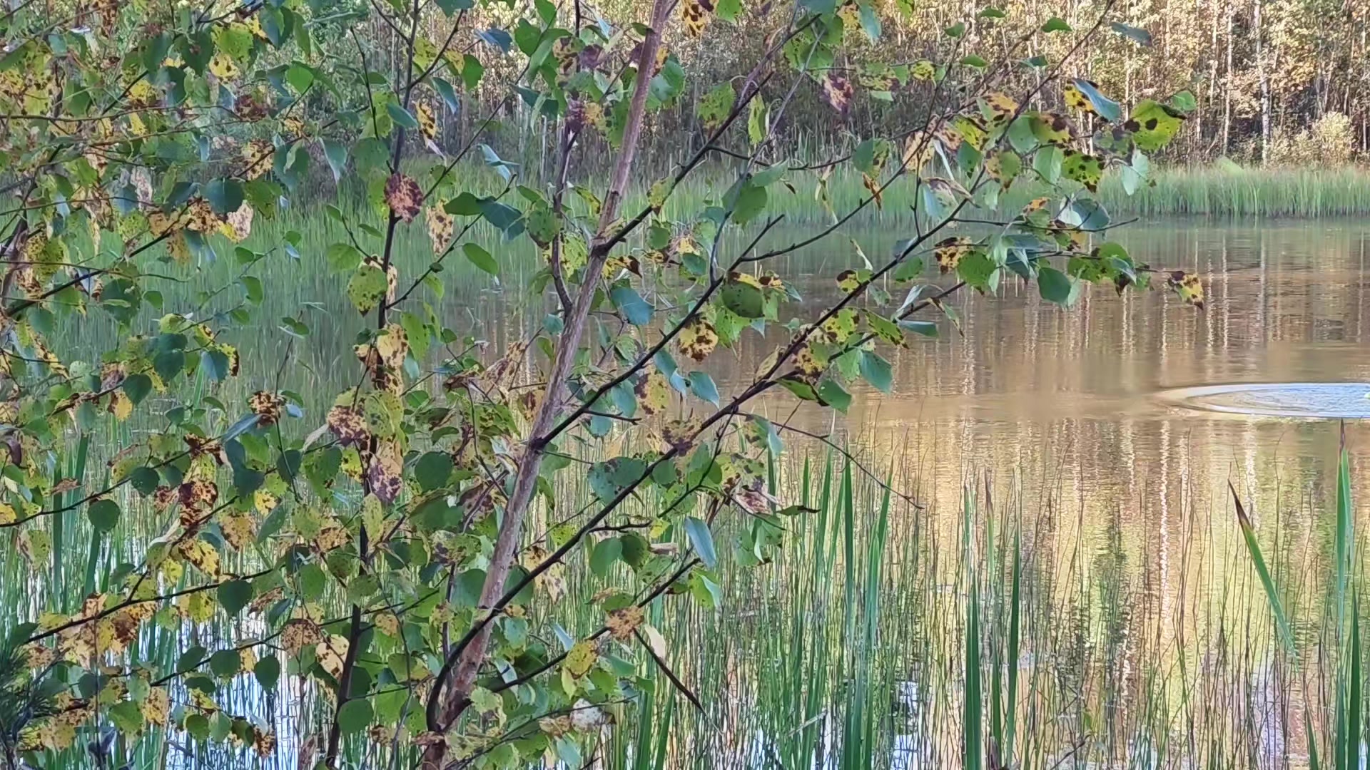 @JRflies _Finland