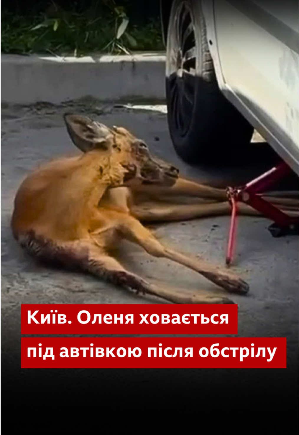 @BBC News Ukrainian