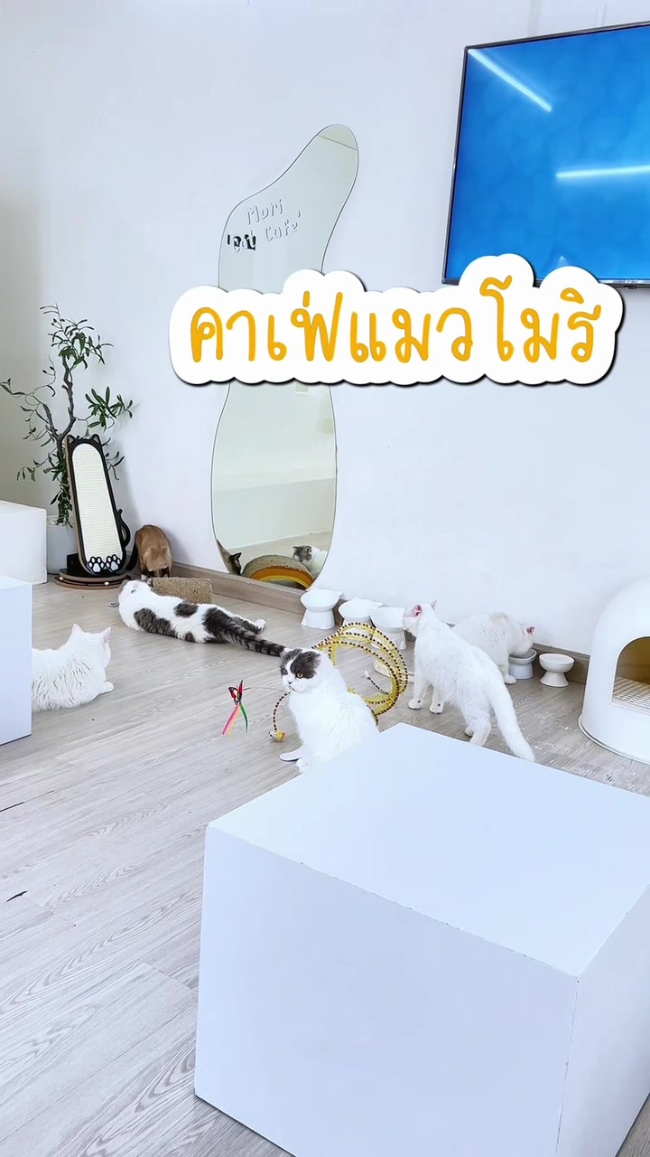 @คาเฟ่แมวโมริ Mori cat cafe'