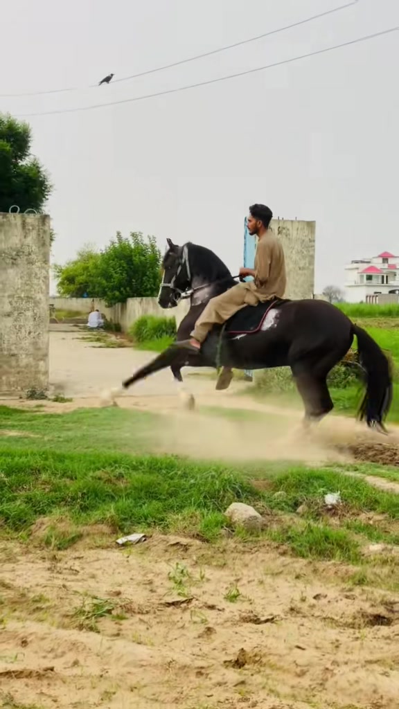@Ch Hammad bokan ♥️🐎