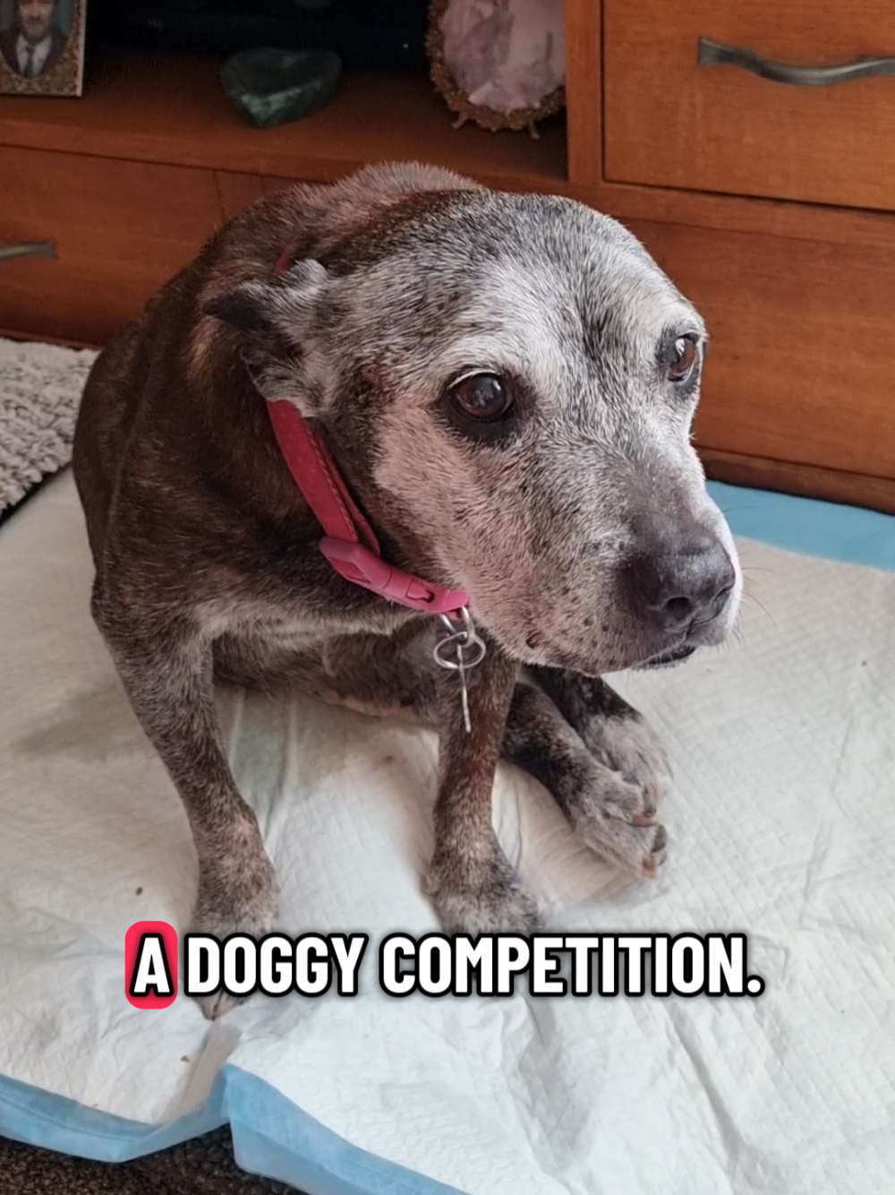 @Chloe The Staffy