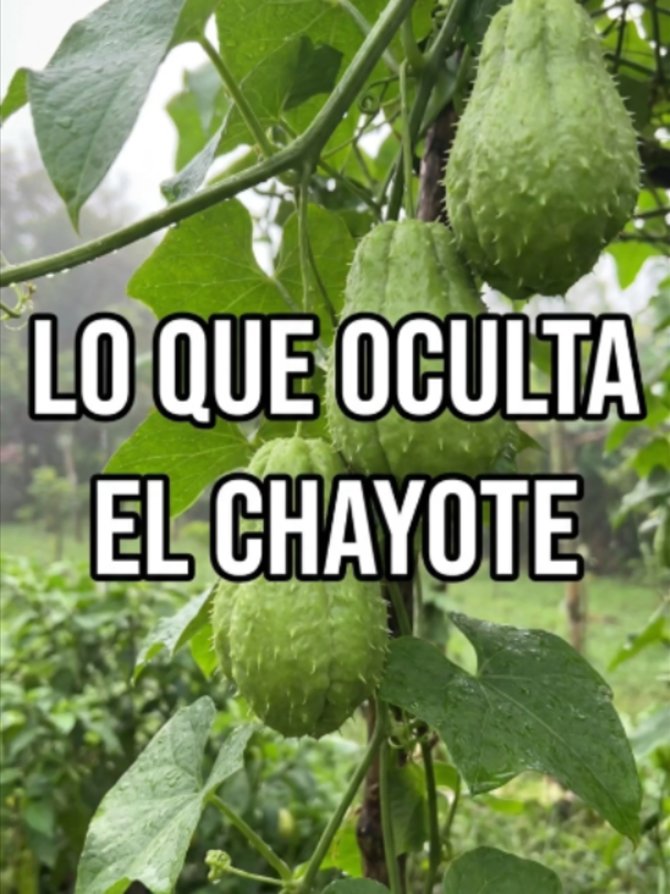 @vitalizate_now